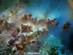 This picture of sponges spawning was taken at the Palanca... by Cheri Denn 